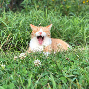 Meet your Posher, Hunter